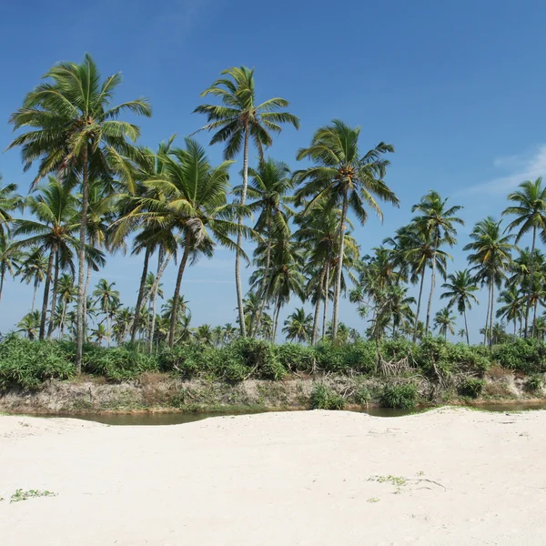 Кокосовые пальмы и голубое небо — стоковое фото