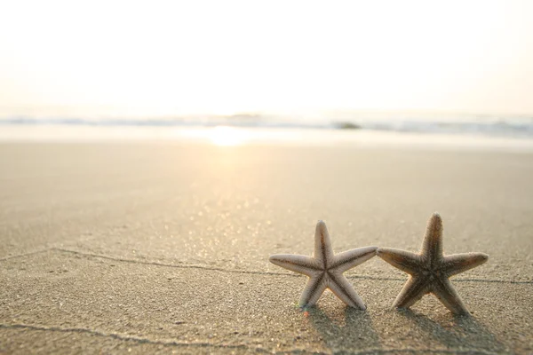 海滩上的海星 — 图库照片