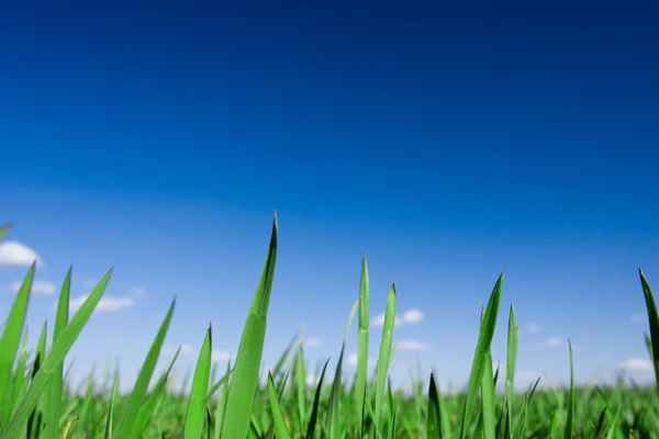 Grünes Gras und blauer Himmel — Stockfoto