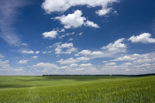 Πράσινο πεδίο και μπλε ουρανός — Φωτογραφία Αρχείου