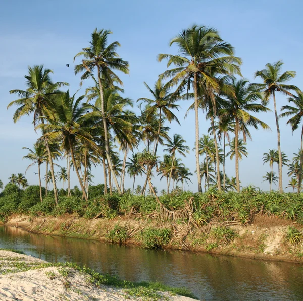Kokospalmen en water — Stockfoto