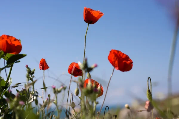 Poppies and blue sky — Stock Photo, Image