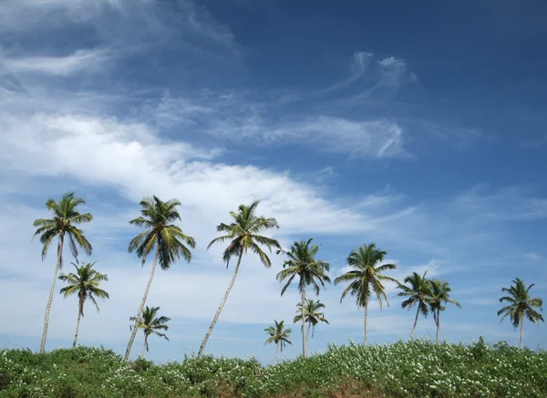 Кокосові пальми і блакитне небо — стокове фото