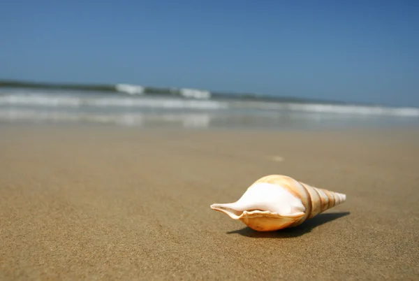 Conchiglia sulla spiaggia — Foto Stock