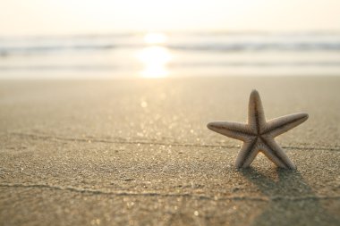 Starfish on the beach clipart