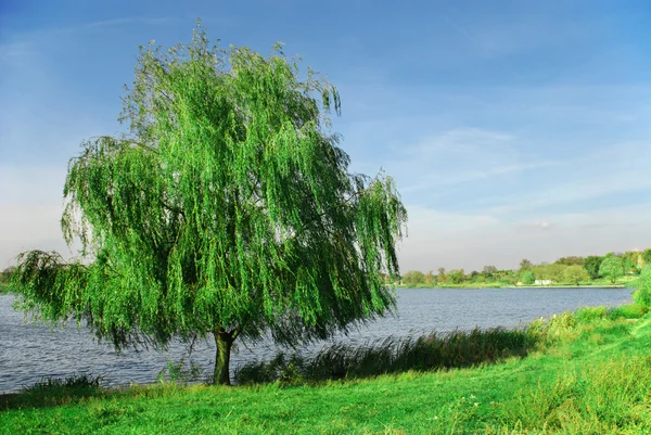 Willow in de buurt van het meer — Stockfoto
