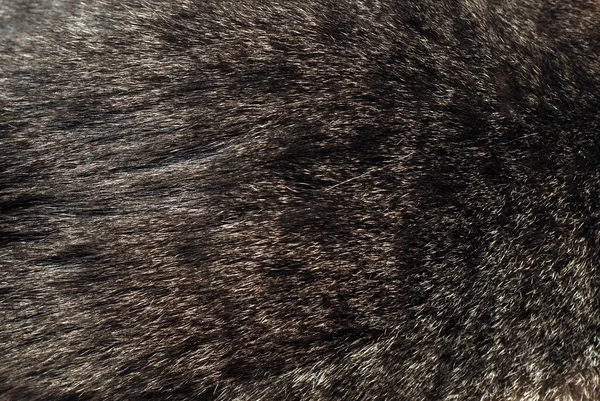 斑点のある毛皮の背景 — ストック写真