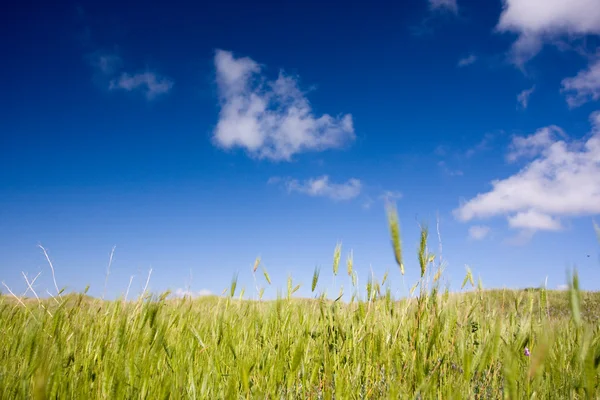 Zelené pole a modrá obloha — Stock fotografie