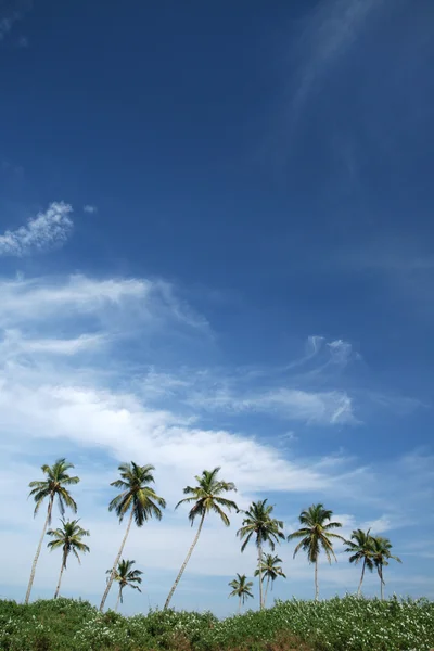 코코넛 야자수와 푸른 하늘 — 스톡 사진