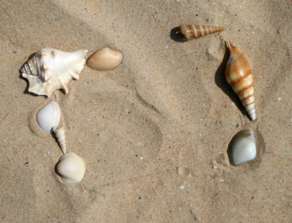 Schelpen op zand frame — Stockfoto