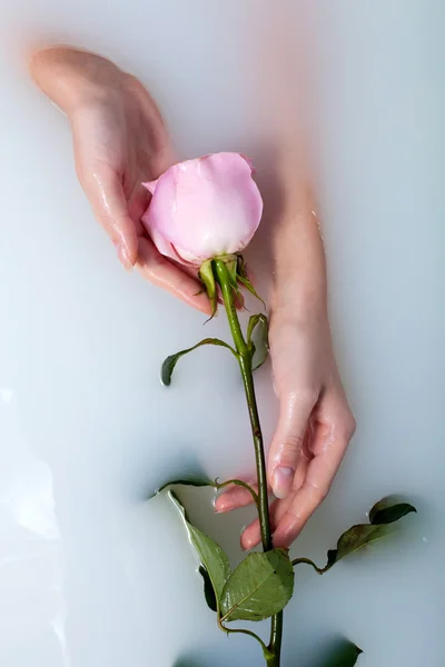 Hands of woman and rose — Stock Photo, Image