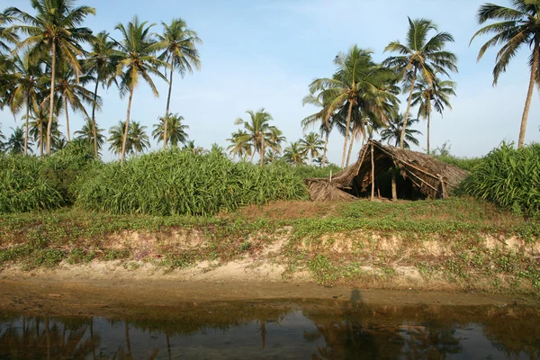 Palme de nucă de cocos și adăpost — Fotografie, imagine de stoc