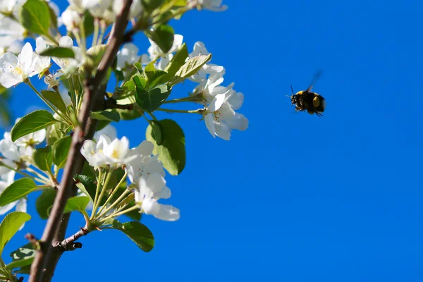 Uçuş bumble bee