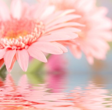 Pink daisy-gerbera reflected in water