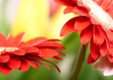 Kırmızı papatya gerbera ait closeup fotoğraf