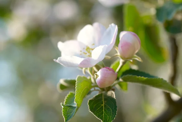 リンゴの花 — ストック写真