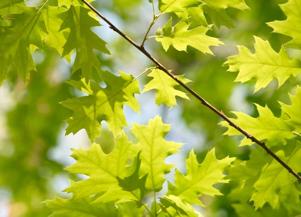 Зеленые кленовые листья — стоковое фото