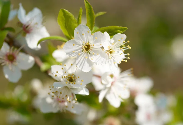 Białe kwiaty wiosną — Zdjęcie stockowe