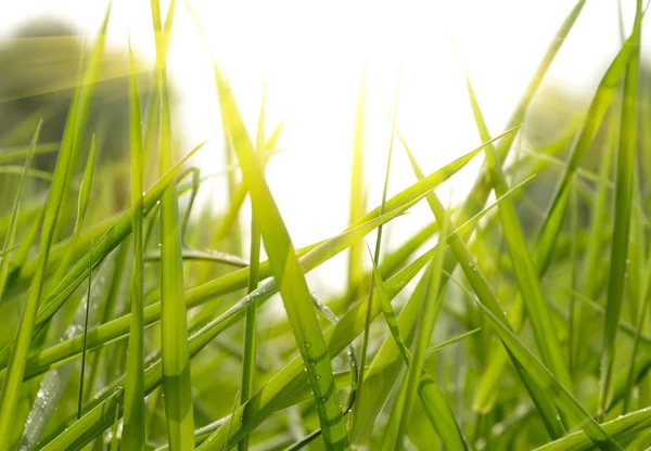 Yeşil çimen gün batımı — Stok fotoğraf