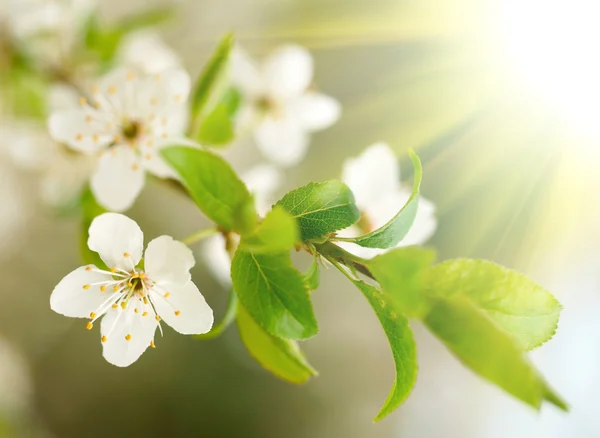 Flores blancas de primavera — Foto de Stock