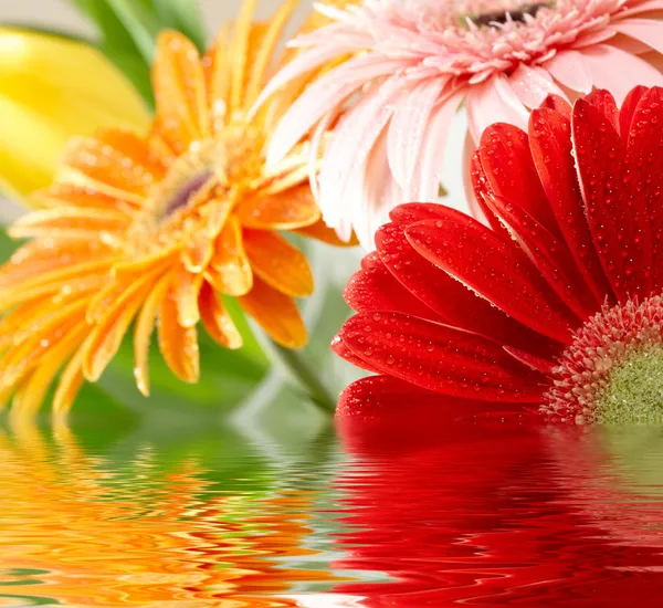 五颜六色的菊花-隔而固特写照片 — 图库照片