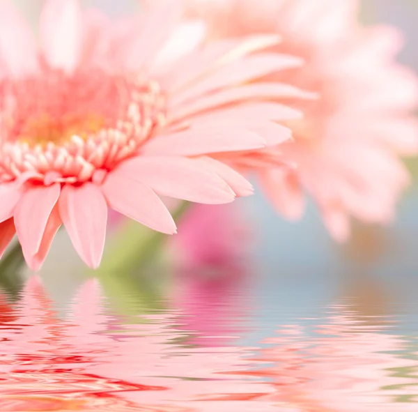 Pink daisy-gerbera reflected in water — Stock Photo, Image