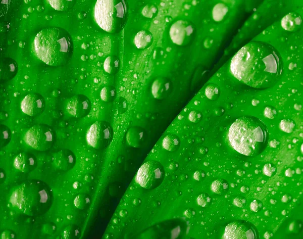 Green leaf with waredrops — Stock Photo, Image