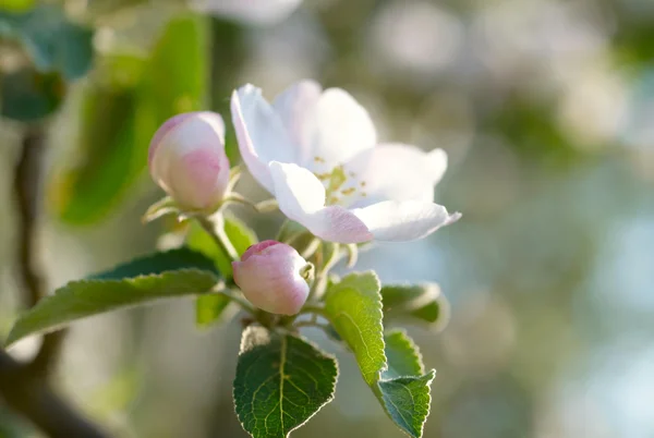 Flores de maçã — Fotografia de Stock