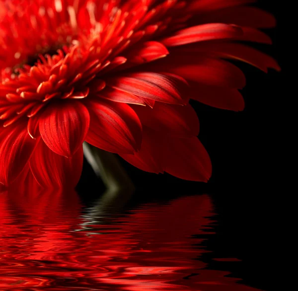 Red daisy-gerbera on black background — Stock Photo, Image