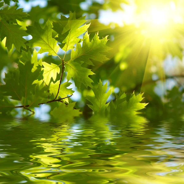 Зелене кленове листя, що відображається у воді — стокове фото