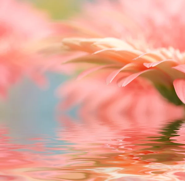 Margarida-gerbera rosa com foco suave refle — Fotografia de Stock
