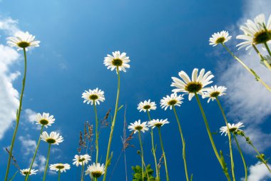 White daisies on blue sky background clipart