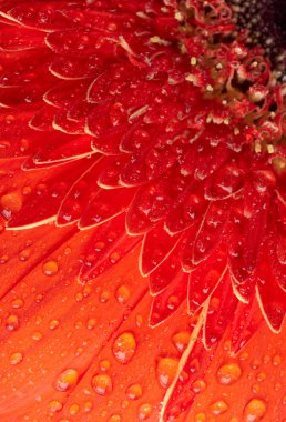 waterdrops ile kırmızı papatya gerbera