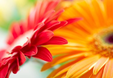 Closeup photo of red and yellow daisy-ge