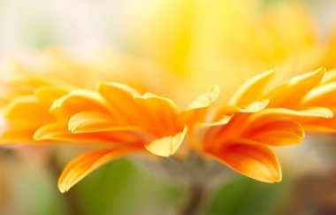 Closeup photo of yellow daisy-gerbera clipart