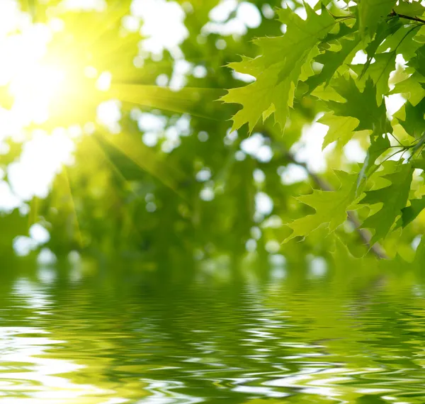 Liście zielone, odbicia w wodzie — Zdjęcie stockowe