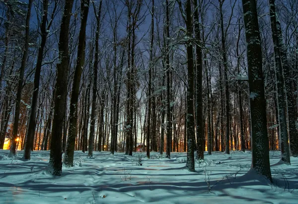 Winter forest at night time — Stock Photo, Image