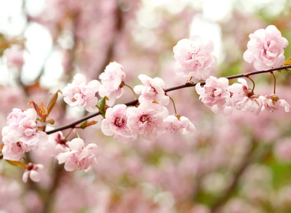 Flores de manzana de primavera —  Fotos de Stock