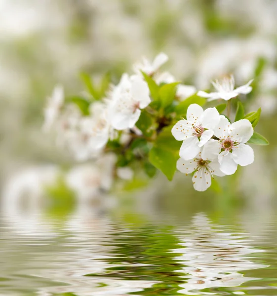 Άσπρα άνθη την άνοιξη — Φωτογραφία Αρχείου