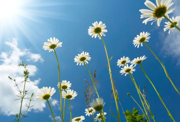 Weiße Gänseblümchen auf blauem Himmel Hintergrund — Stockfoto