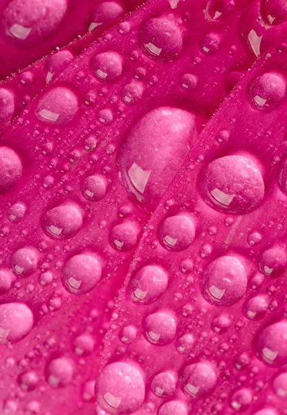 Flor rosa com armazéns — Fotografia de Stock