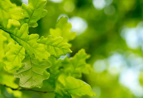 Green oak leaves background — Stock Photo, Image