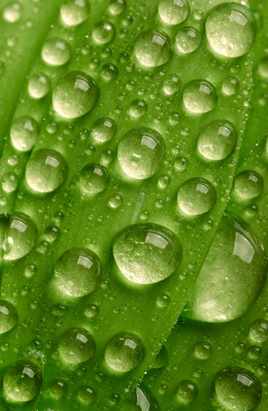 Waredrops와 녹색 잎 — 스톡 사진