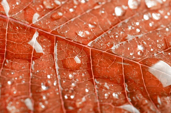 Red leaf background — Stock Photo, Image