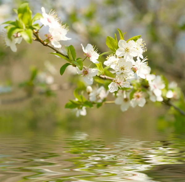 Flores de maçã sobre a água — Fotografia de Stock