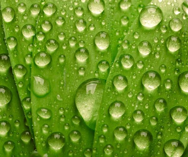 Green leaf with waredrops — Stock Photo, Image