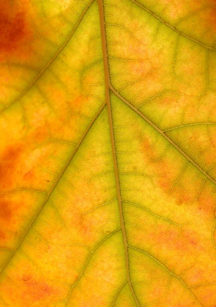 Autumn leaf background — Stock Photo, Image