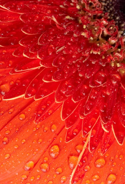 Marguerite-gerbera rouge avec des gouttes d'eau — Photo