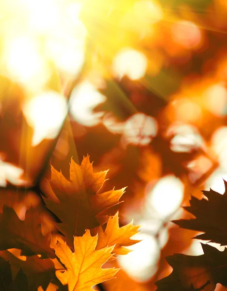 赤いカエデの葉の背景 — ストック写真
