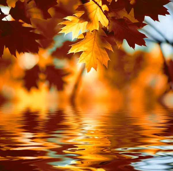 Красный клен листья фона — стоковое фото